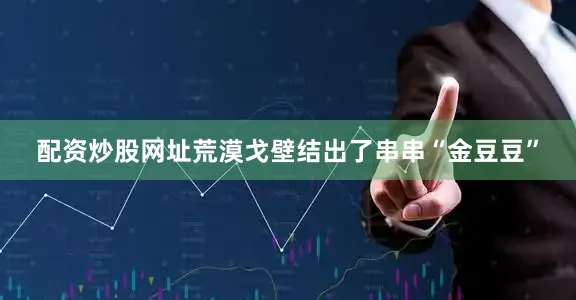 配资炒股网址荒漠戈壁结出了串串“金豆豆”